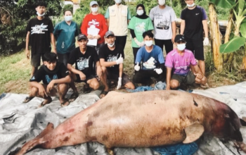 Pesut Mahakam Lion Ditemukan Mati di Kukar, Populasi Kini Tersisa 65 Ekor