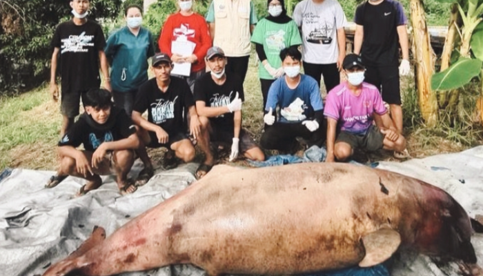 Pesut Mahakam Lion Ditemukan Mati di Kukar, Populasi Kini Tersisa 65 Ekor