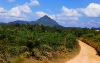 Harga Sawit Anjlok di PPU, Petani Mengadu ke Pemkab