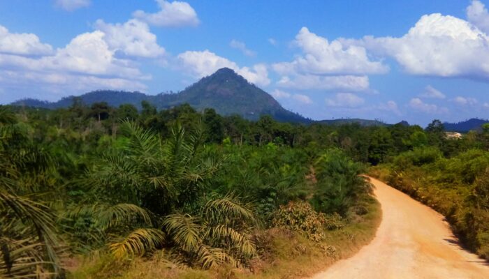 Harga Sawit Anjlok di PPU, Petani Mengadu ke Pemkab