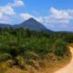 Harga Sawit Anjlok di PPU, Petani Mengadu ke Pemkab