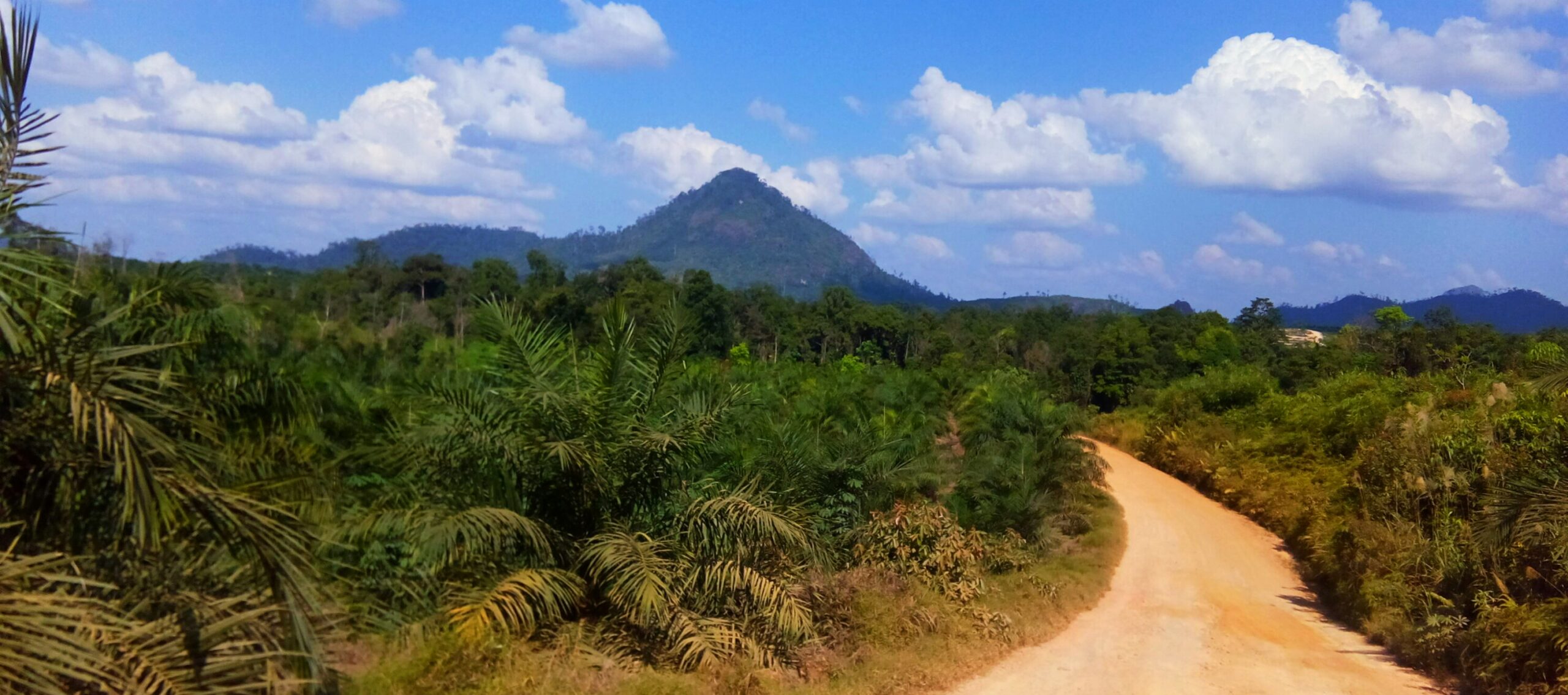 Perkebunan kelapa sawit di Indonesia — ilustrasi harga TBS sawit anjlok di Penajam Paser Utara