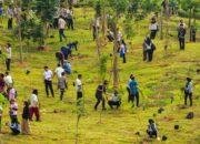 1.153 Pohon Ditanam di IKN, Basuki Sebut Menanam Sudah Jadi Gaya Hidup