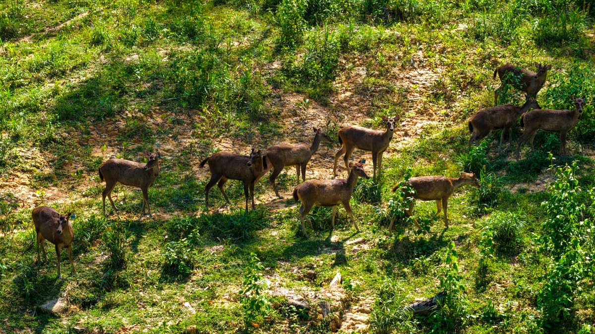 Kawanan rusa sambar terpantau di kawasan IKN, menjadi tanda ekosistem kota hutan mulai hidup pada 5 Juni 2026.