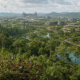 Otorita IKN Tanam 5 Juta Pohon, Rewilding Jadi Fondasi Forest City Nusantara
