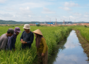 Kaltim Pacu Sawah Baru untuk Swasembada Beras dan Pasok IKN