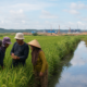 Kaltim Pacu Sawah Baru untuk Swasembada Beras dan Pasok IKN