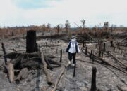OIKN Temukan Bekas Tebangan di Bukit Tengkorak, Karhutla Masuk Penyidikan