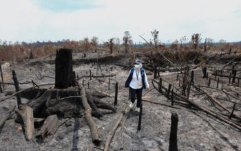 OIKN Temukan Bekas Tebangan di Bukit Tengkorak, Karhutla Masuk Penyidikan