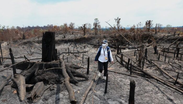 OIKN Temukan Bekas Tebangan di Bukit Tengkorak, Karhutla Masuk Penyidikan
