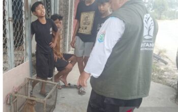 Empat Bocah Samarinda Selamatkan Bekantan yang Nyasar ke Permukiman