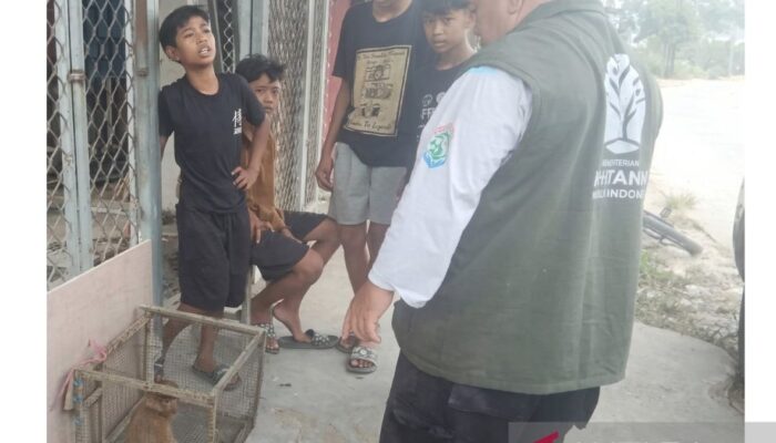 Empat Bocah Samarinda Selamatkan Bekantan yang Nyasar ke Permukiman