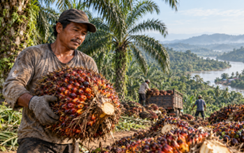 Harga TBS Kaltim Turun Jadi Rp3.542 per Kg, Petani Diingatkan Waspadai Tengkulak