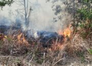 269 Karhutla Bakar 621,25 Hektare Lahan di PPU hingga 17 Oktober 2026
