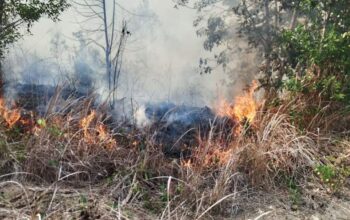 269 Karhutla Bakar 621,25 Hektare Lahan di PPU hingga 17 Oktober 2026