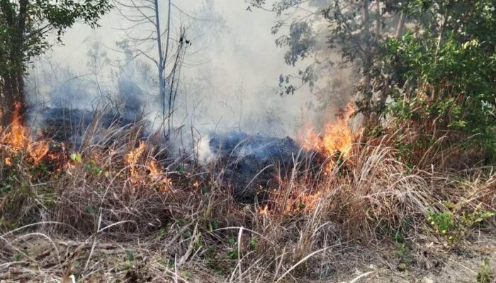 269 Karhutla Bakar 621,25 Hektare Lahan di PPU hingga 17 Oktober 2026