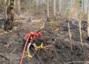 Karhutla di Tahura IKN KM 56 Padam, Pengendara Diimbau Waspada Pohon Tumbang