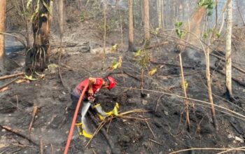 Karhutla di Tahura IKN KM 56 Padam, Pengendara Diimbau Waspada Pohon Tumbang