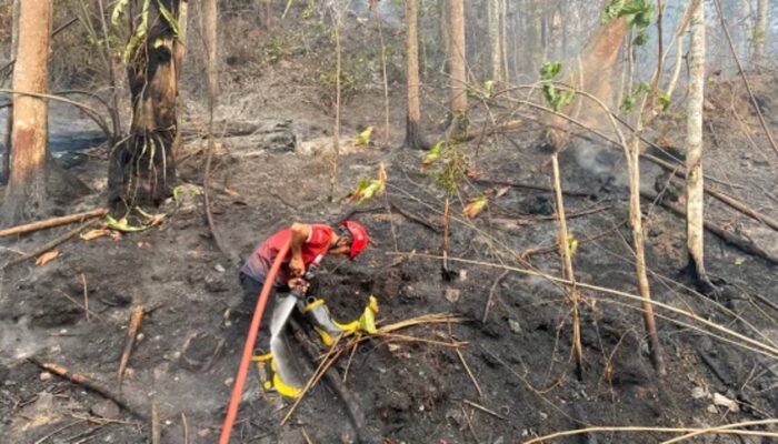 Karhutla di Tahura IKN KM 56 Padam, Pengendara Diimbau Waspada Pohon Tumbang
